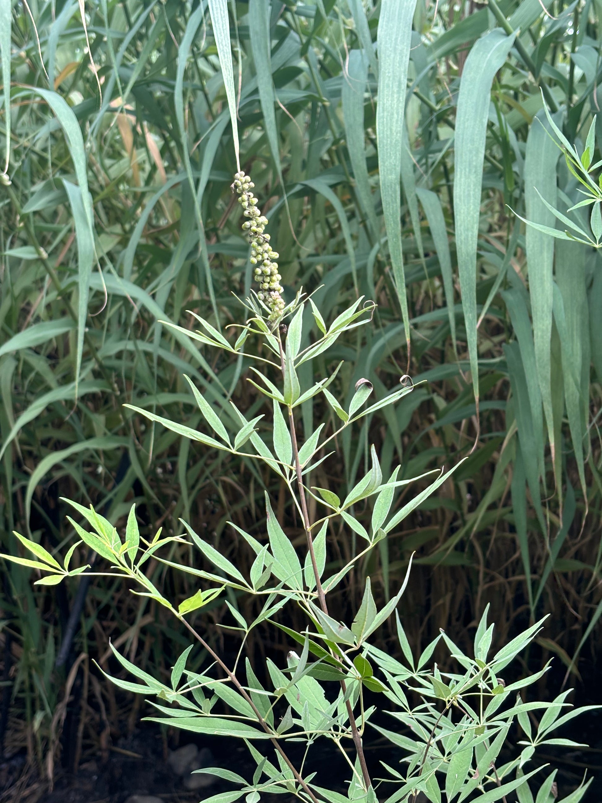 Close-up of monk's pepper chaste tree