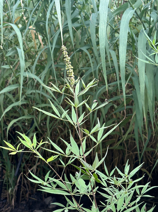 Close-up of monk's pepper chaste tree