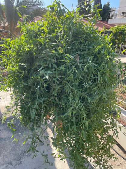pile of mint for essential oil distillation
