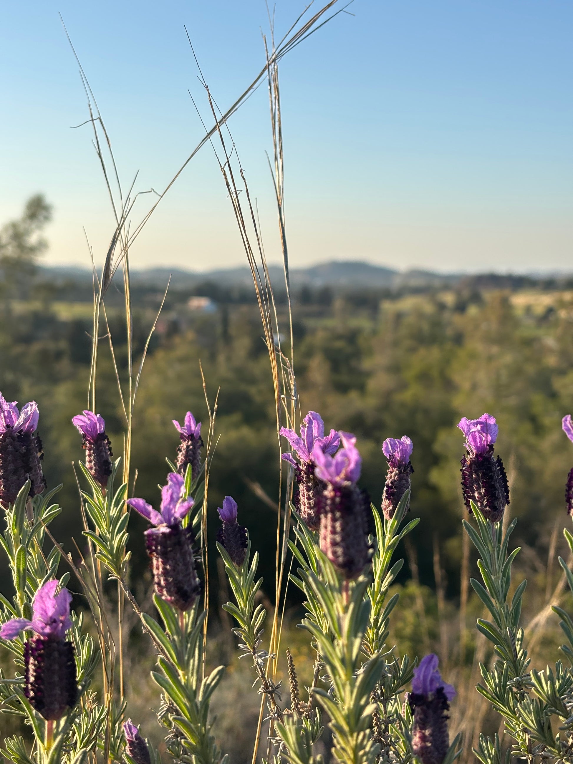 cyprus lavender in the wild in larnaca mountains