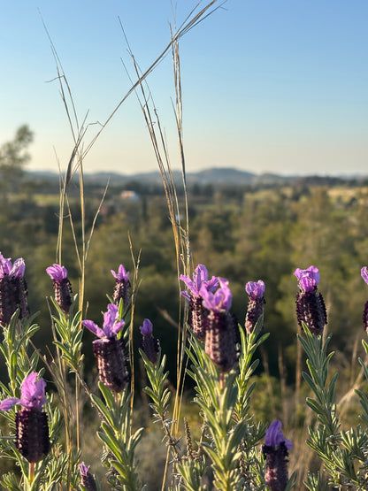 cyprus lavender in the wild in larnaca mountains