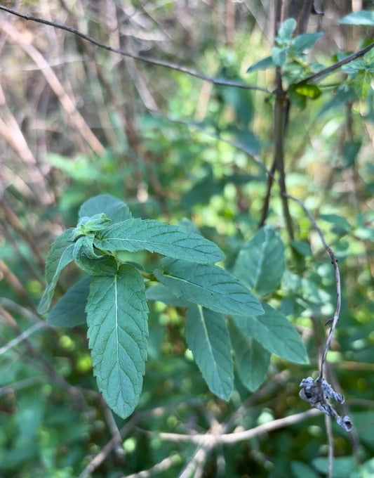 peppermint cyprus close-up
